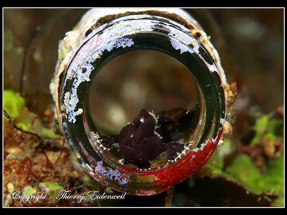 Anilao Macro Dive Media Highlight